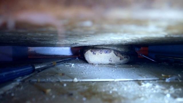 ПОБЕГ РЕДКОГО УДАВА из террариума смотреть онлайн