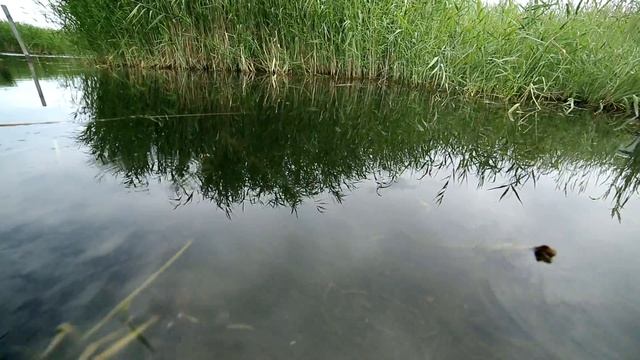 Заповедники Казахстана. Балхаш смотреть онлайн