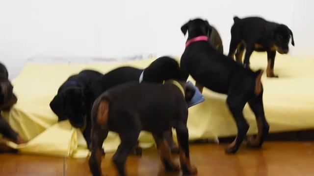 Щенки Добермана / Doberman Puppies / Dobermann Welpen / Chiots Doberman / Cachorros Doberman / 杜宾犬小