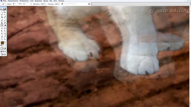 Разборка собак с кошками /Dog fight with cats / работа в фотошопе / Photoshop work смотреть онлайн