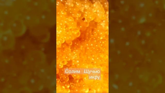 Как солить икру щуки смотреть онлайн