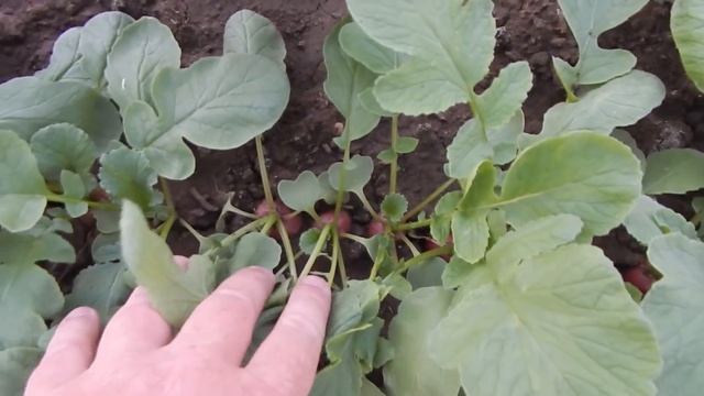 #Анапа#Гостагаевская Кубанский урожай огурцов в мае и змея на грядке смотреть онлайн