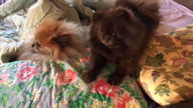 Померанский шпиц утром / FUNNY! смотреть онлайн