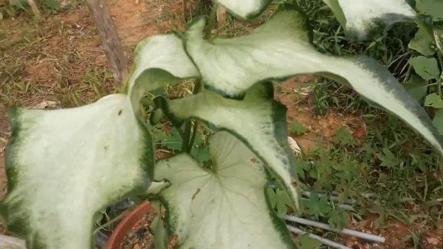 Caladium White Wing@Bulu Angsa смотреть онлайн