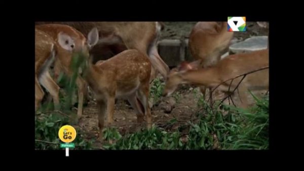 Lets Go Dusit zoo Bangkok part 3