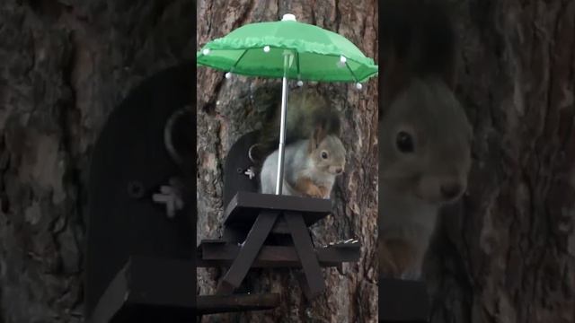 #shorts Белка ест на столике