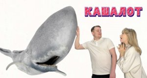 Животный мир. Семейство кашалотовые.