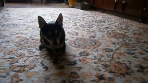 Русский Той Терьер Джерри - рычит и чавкает. Той Терьер кушает лакомство.