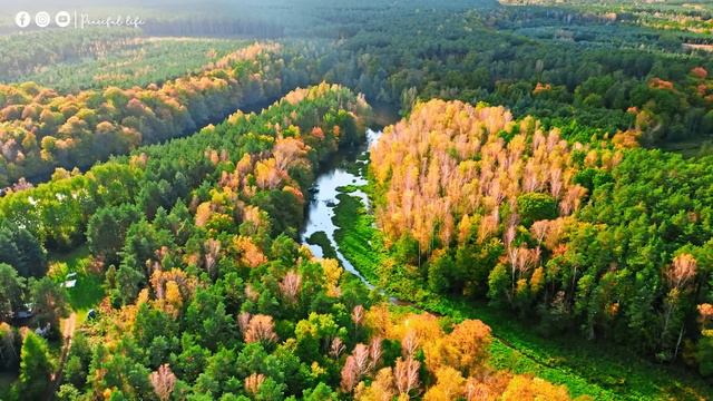 Музыка лечит сердце и сосуды смотреть онлайн