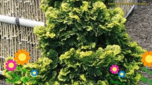 Кипарисовик туполистный Сафрон Спрей. Краткий обзор, описание chamaecyparis obtusa Saffron Spray