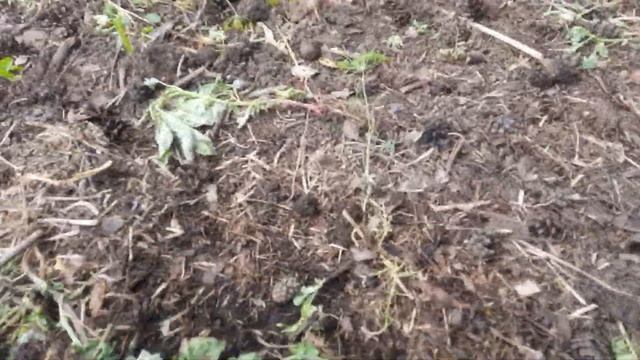 Как вырастить крупный чеснок. Без подкормок любых обработок БЕЗ ухода. смотреть онлайн