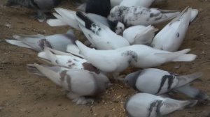 ГОЛУБИ Михаила, Москва (Таджикские ,Узбекские, Бакинские,Иранские,Термезы,Бухарские,Ленинаканские)