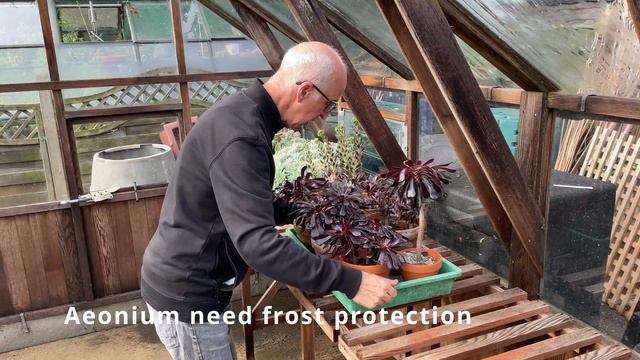 GREENHOUSE WINTER CLEAN and Overwintering Tender Plants смотреть онлайн