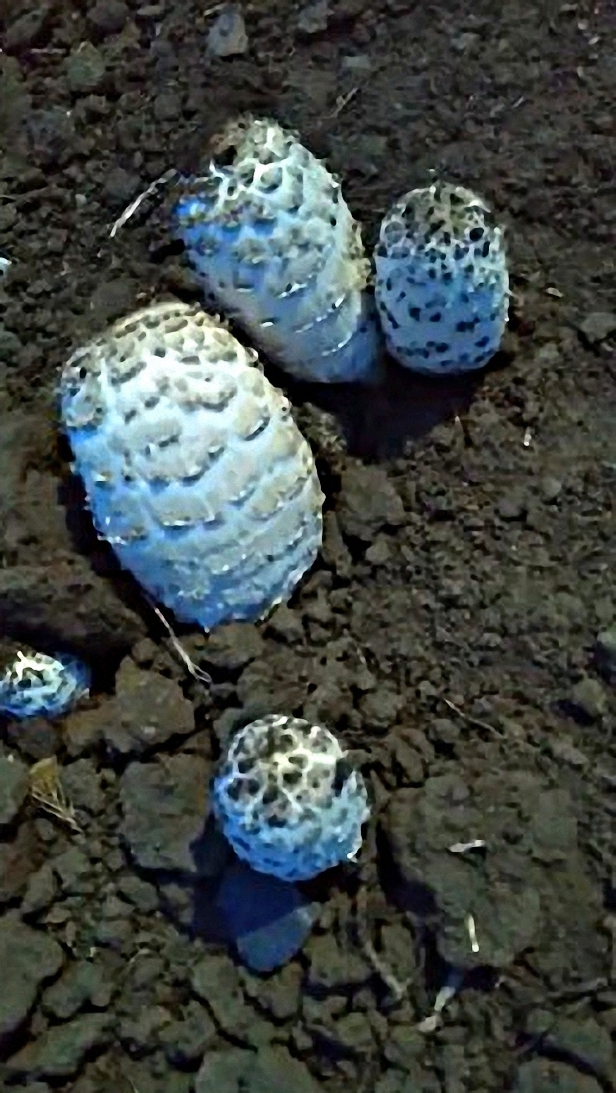 #Увидели издалека белые камни, а оказалось что это грибы смотреть онлайн