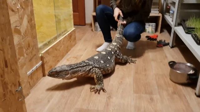 Агрессивный варан смотреть онлайн