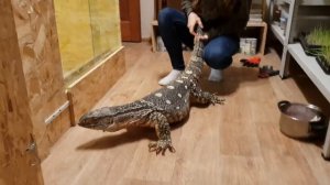 Агрессивный варан