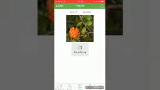 How to identify Pereskia lychnidiflora cactus with PlantSnap смотреть онлайн