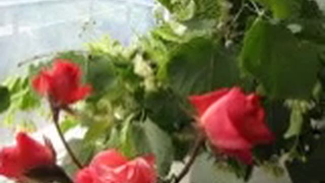 Цветет липа. Какой запах...... смотреть онлайн