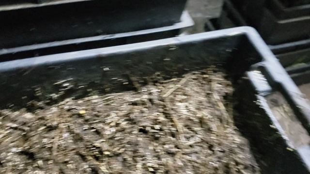 Навозный червь в ящиках. Контролируем влажность. смотреть онлайн