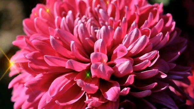 6 СЕНТЯБРЯ ДЕНЬ АСТРЫ! смотреть онлайн