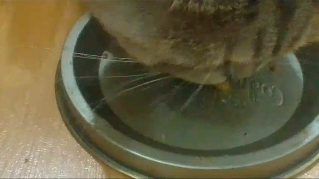 Кошечка Лиза ест печенье 🍪🍪🍪🍪🍪🍪🍪 смотреть онлайн