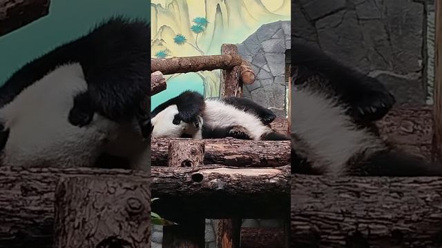 Вторая панда Московского зоопарка смотреть онлайн