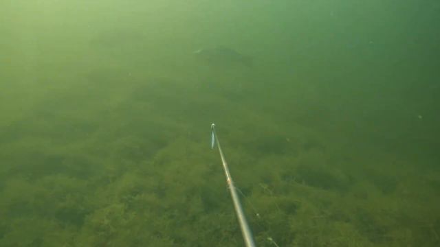 Подводная охота-поиски САЗАНА. Готовим шашлык из свежей рыбы. Мини-БЛОГ. SPEARFISHING смотреть онлайн