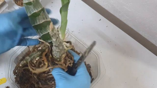 Пересадка катасетумных! ( catasetum planizeps). смотреть онлайн