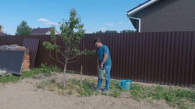 дерево начало резко засыхать? отваливается кора? #лечимяблоню смотреть онлайн