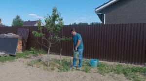 дерево начало резко засыхать? отваливается кора? #лечимяблоню