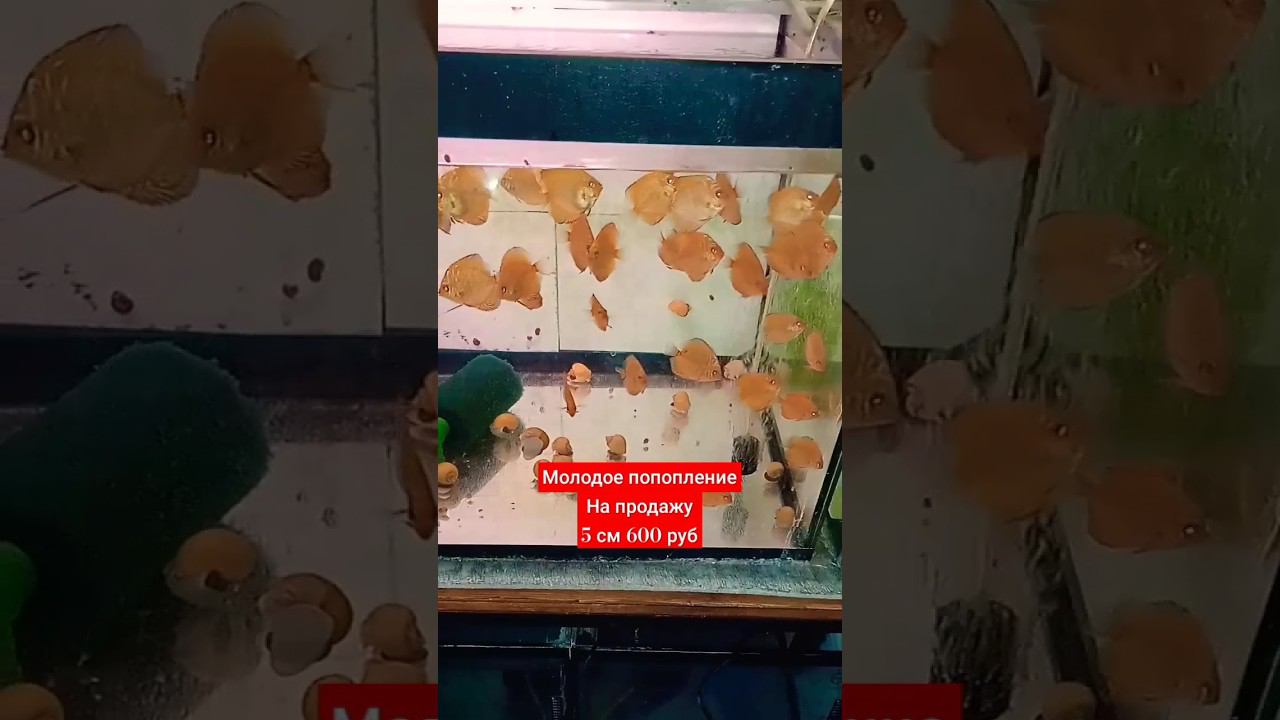 Золотой и Желтая змея Пиджен смотреть онлайн
