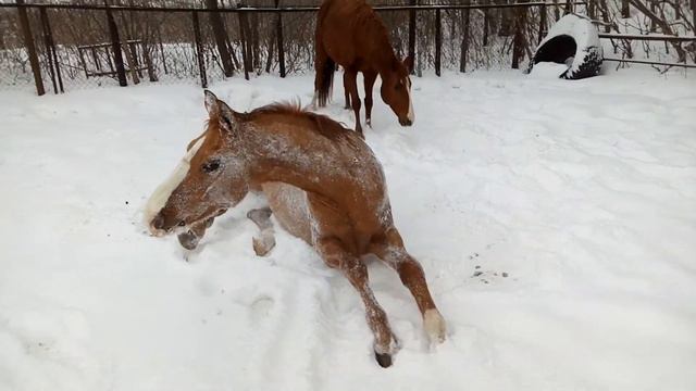 Ура! Снега нападало! Коням радость ) смотреть онлайн