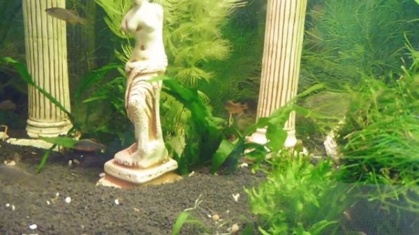 Микрорасбора галактика ( Danio margaritatus) - МАРИ МИСТИК