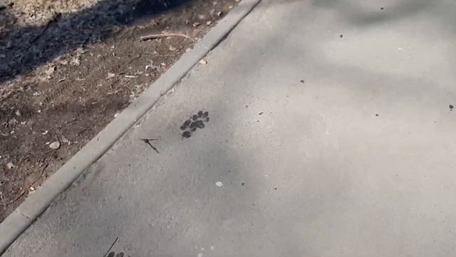Как псу Дарику сложно добыть палку из лужи смотреть онлайн