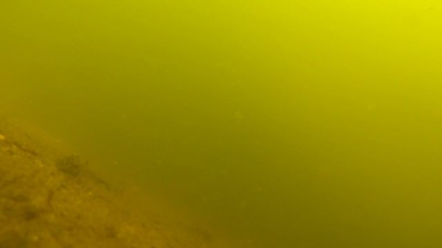 Обзор прикормки Vabik. Подводные съемки. [Прикормись] смотреть онлайн