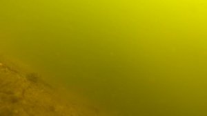 Обзор прикормки Vabik. Подводные съемки. [Прикормись]