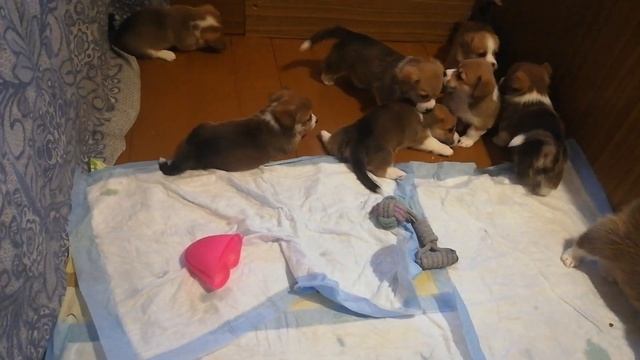 Щенки корги дерутся смотреть онлайн