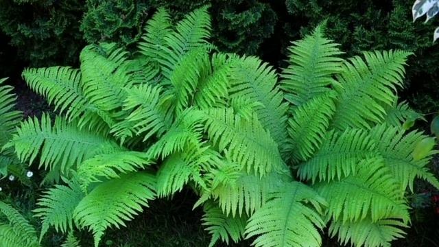 6 неприхотливых растений, которые вырастут в любом месте. смотреть онлайн