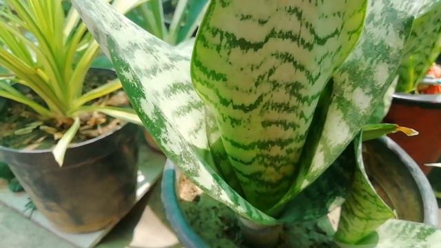 Snake Plant# Sansevieria Plant#how to care & Propagate sansevieria Plant# care tips🌿🌱🌿🌱🌿🤗 смотреть онлайн