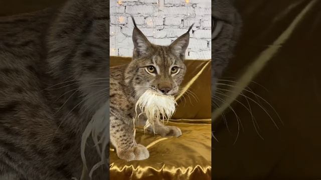 Рысь рычит / The lynx growls смотреть онлайн