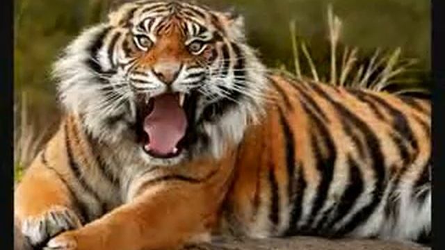 Львы и тигры смотреть онлайн