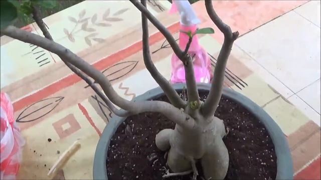 Adenium "rosy" and thai socotranum смотреть онлайн