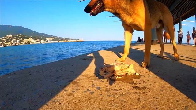 Младшему курицу , остальным корм .Бездомные собаки в Ялте / Жизнь в Ялте