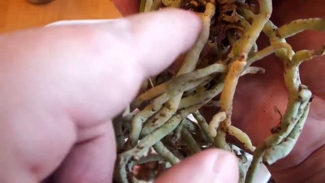 Фаленопсис первая пересадка после покупки Phalaenopsis first transplant after purchase смотреть онлайн