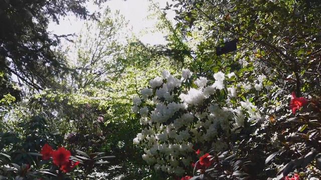 VanDusen | Rhododendron Walk | Japanese Garden | Urban Roots | Gardening [vlog#22] смотреть онлайн