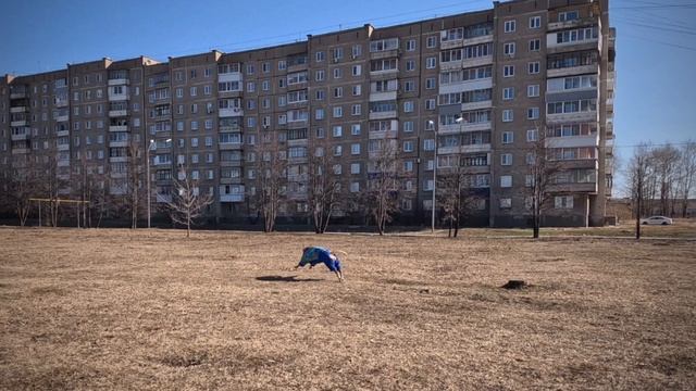 Прогулка Питбуль-Лишны под красивую музыку смотреть онлайн