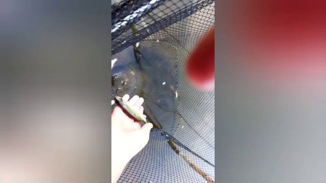 Пошли на рыбалку, и поймали крупную рыбу!!!! смотреть онлайн