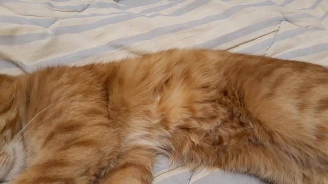 Как спит кошка. смотреть онлайн