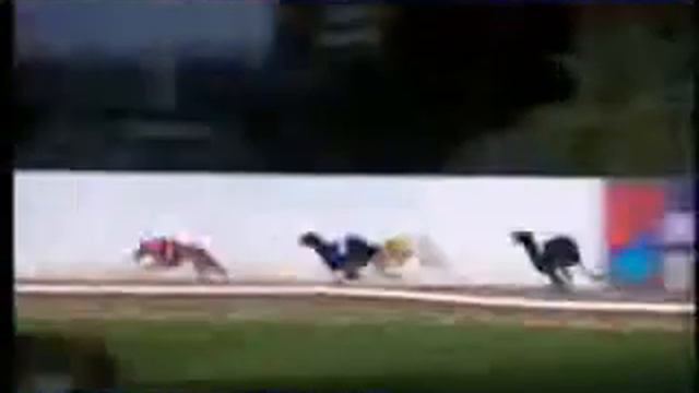 IGB - The Greyhound Data A5 29/09/2018 Race 4 - Mullingar смотреть онлайн