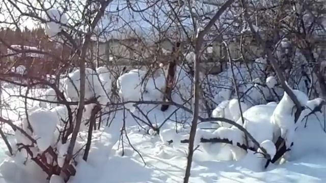 Просыпается природа!.. Весна... смотреть онлайн